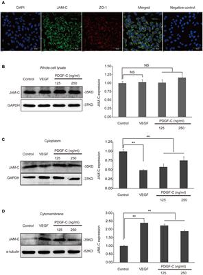 Role of Junctional Adhesion Molecule-C in the Regulation of Inner Endothelial Blood-Retinal Barrier Function